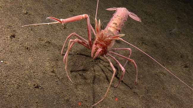 1/3 lobster, 1/3 crab, 1/3 alien 