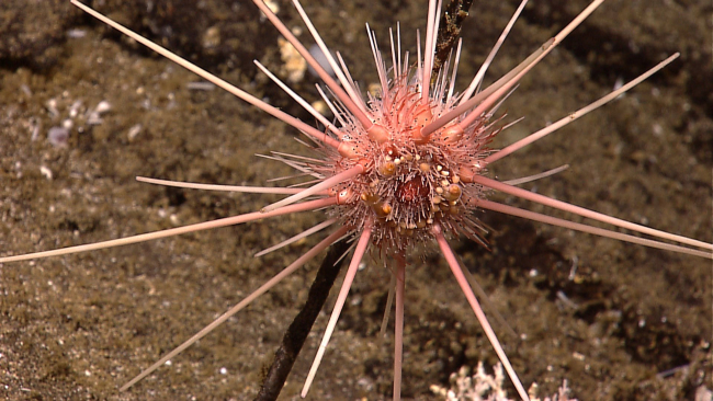 A large spiky sea urchin