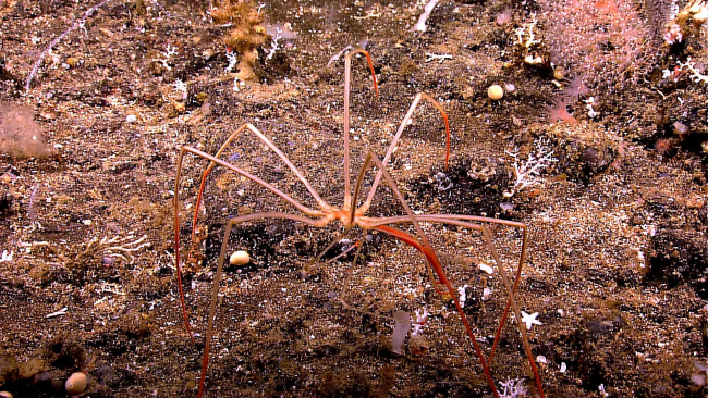 Sea spider (pycnogonid) seen on the side of a volcanic cone