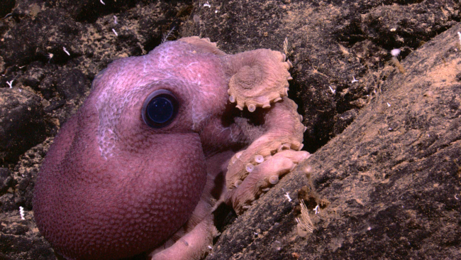 Large octopus with large glassy eyes seen near the summit of a seamount thatrose to 1550 meters water depth