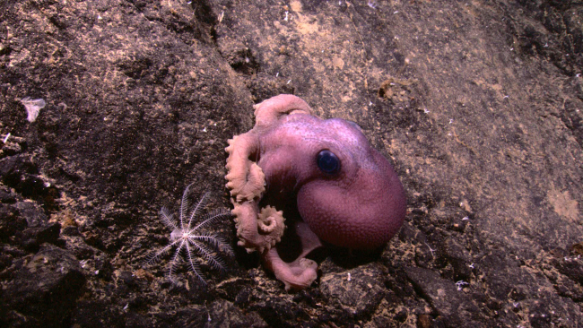 Large octopus with large glassy eyes seen near the summit of a seamount thatrose to 1550 meters water depth