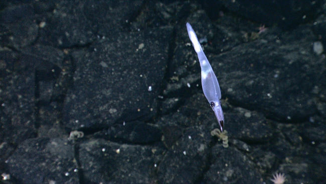 A translucent squid on the side of a seamount