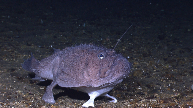 A goosefish perched on the bottom