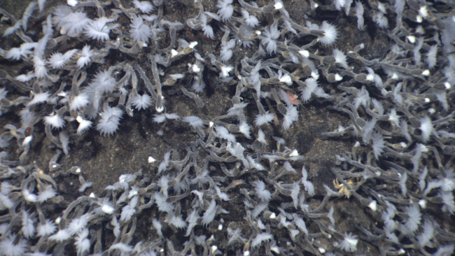 Close-up imagery showing barnacles covering sulphur structures on KawioBarat volcano