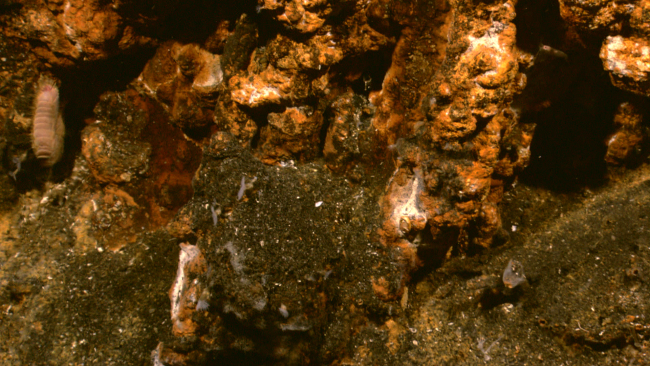 The surface of the sulphide chimney has started to oxidize to an orange color