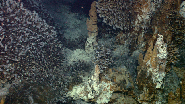 Cameras on the ROV reveal a field of sulphur chimneys completelycovered with barnacles