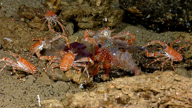 Galatheid crabs and a large shrimp feast opportunistically on a pelagic catch