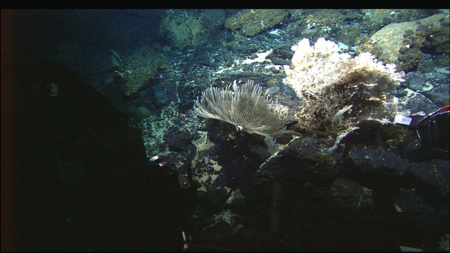 Deep sea corals on Atlantis Massif