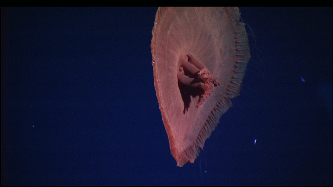 Hercules captured this image of a deep-sea jelly fish, possibly Poraliarufescens, undulating several meters above the seafloor just south of the IMAXvent at Lost City