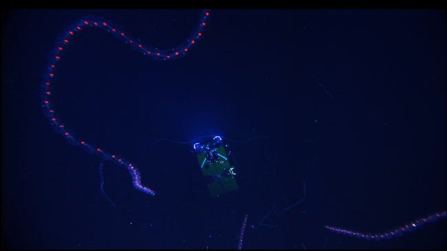Ghost-like bioluminescent siphonophores drift far above the Hercules ROV
