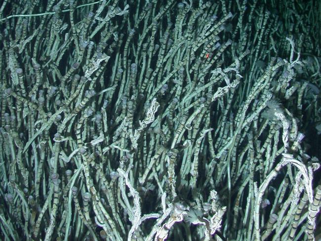 Extensive beds of siboglinid polychaetes provide a habitat for many animals