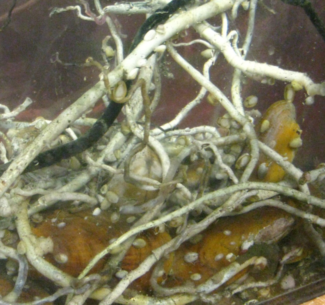 Bathymodiolid mussels and vestimentiferan tube worms, collected froma methane seep off the coast of Costa Rica, provide habitat for manyassociated species including the gastropods seen in this picture