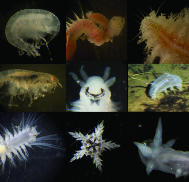 Incredible diversity lies in small animals which live in and on the sediment