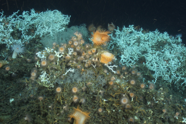 Lophelia pertusa, Leiopathes glabberima, and an assortment of anemones onRoberts Reef