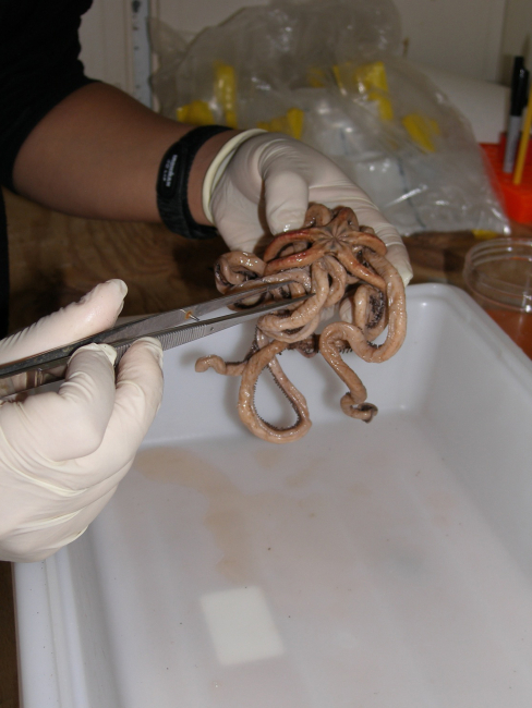 Closeup of Walter Cho examining a brittle star in the laboratory