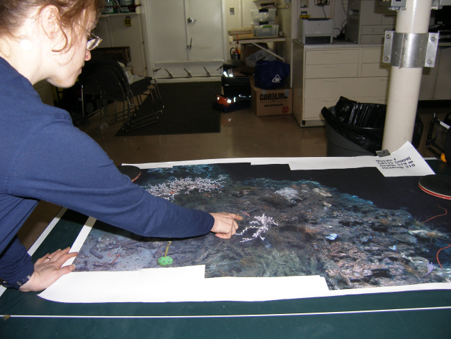 Large scale photo mosaics help scientists relocate sites that have beenpreviously studied
