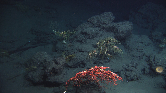 Fisher coral and what appears to be a large odd-appearing anemone on lowerright
