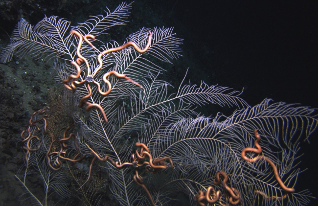 The gorgonian sea fan Callogorgia americana and symbiotic brittle stars from asite at approximately 350 meters depth in the Green Canyon area of the Gulf ofMexico