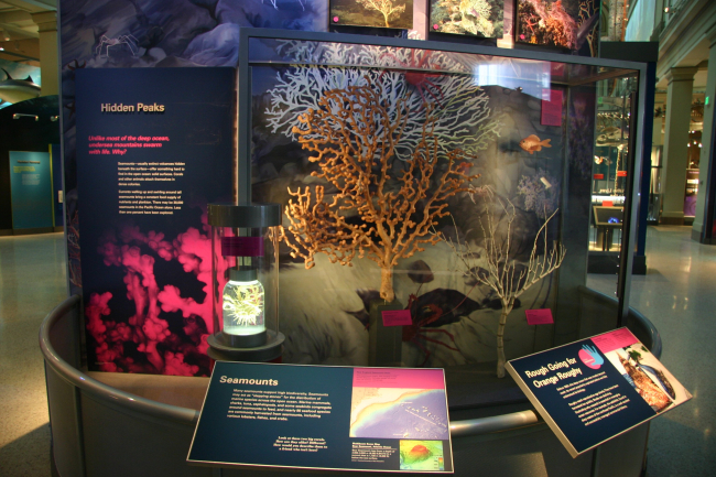 The seamount display at the Sant Ocean Hall of the Smithsonian NationalMuseum of Natural History