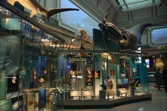 The main hall of the Sant Ocean Hall of the Smithsonian NationalMuseum of Natural History