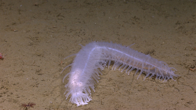 Clear white holothurian crawling on seafloor