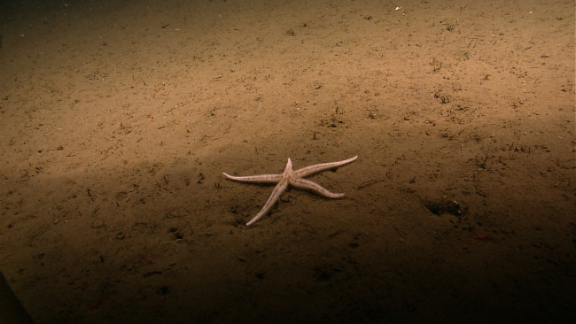 White starfish on a silty bottom