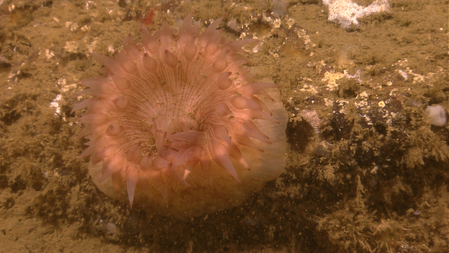 Pinkish anemone