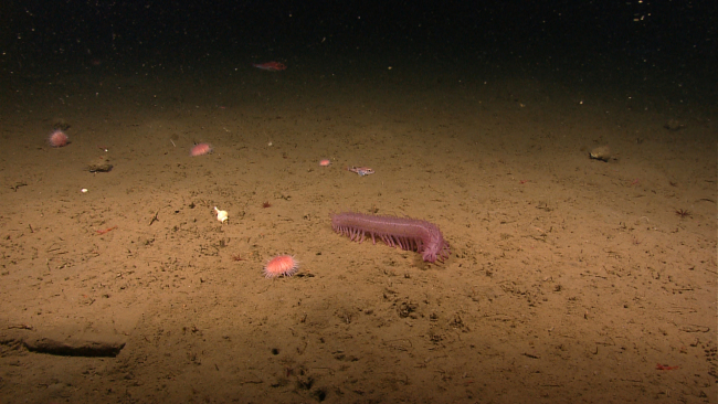 Large pinkish purple holothurian, sea urchins, a large gastropod, and a few fish