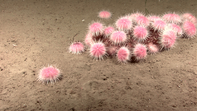 An aggregation of sea urchins apparently devouring a fairly large deadcreature