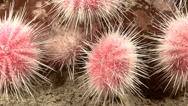 Closeup of sea urchins and small crustaceans devouring