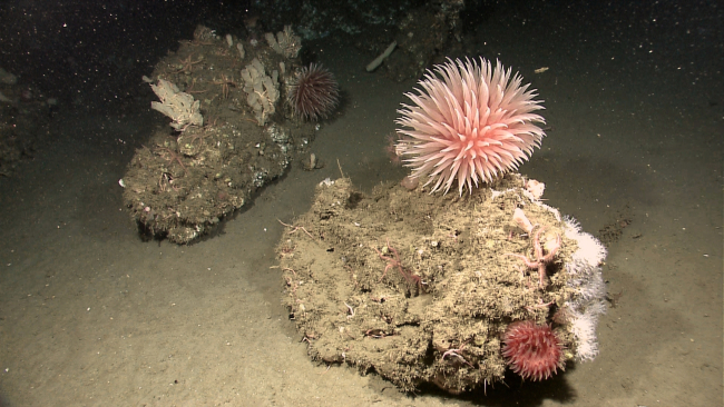 A large pompom anemone, a smaller anemone, and brittle stars make the boulderin the foreground their home