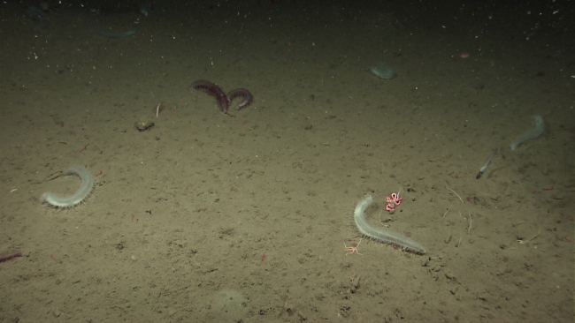 Holothurians, brittle stars, small tube worms, and at least one rattail fish