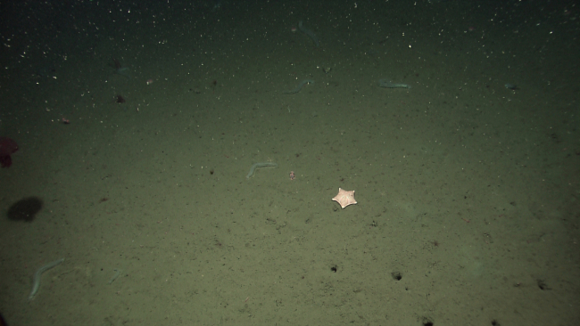 Holothurians, a large starfish and numerous burrows