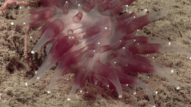 The anemone-like corallimorphian Corallimorphus pilatus