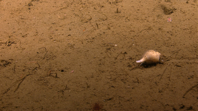 White whelk on sea floor with bristleworm in upper right