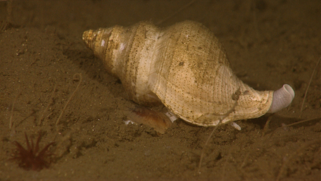 Closeup of large whelk on sea floor  with small red anemone in lower left