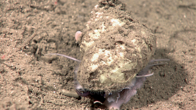 White sediment covered gastropod crawling over sea floor