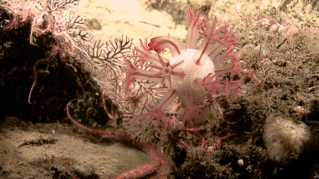 A unique appearing anthomastus coral with polyps extended