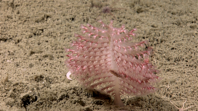 A small pinkish to translucent sea pen (pennatulacean coral)