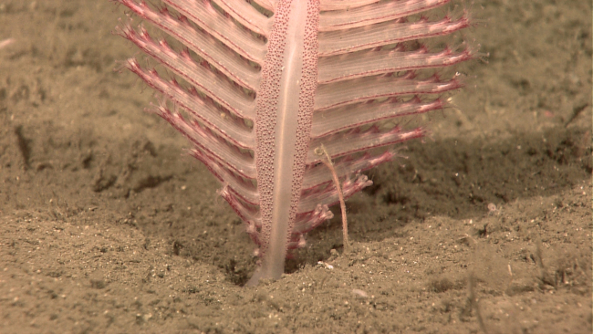 Base of pinkish-orange to translucent sea pen (pennatulacean coral)
