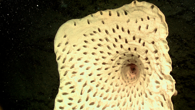 Closeup of goiter sponge (Heterochone calyx)