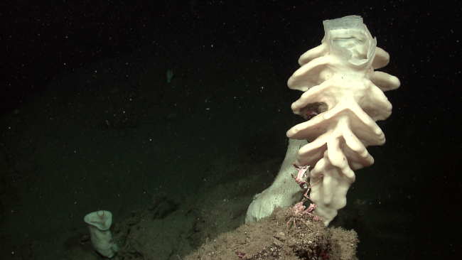 Large white sponge with sculpted appearance