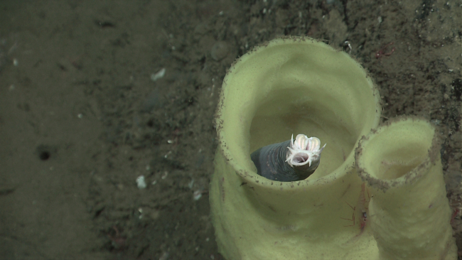 Whitish yellow vase sponge providing habitat for hagfish
