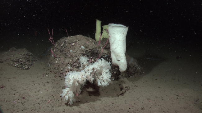 A variety of sponges on a small mound