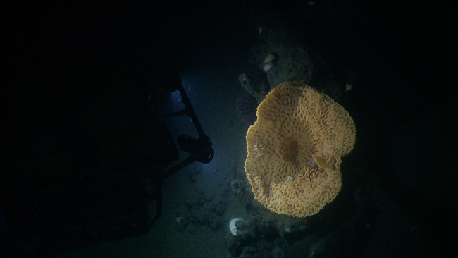 Looking down into large yellow goiter sponge with crab in interior