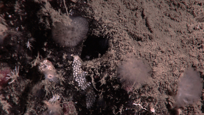 Small stalked translucent sponges and odd appearing grey and whiteholothurians?  Some feather duster tube worms visible