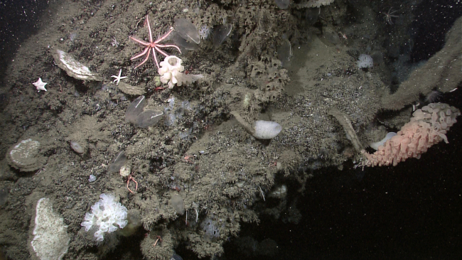 A variety of sponges, starfish, and unidentified translucent animals (withsingle white stripes in center of picture)
