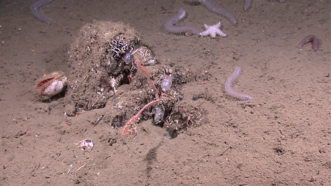 Mound with sea squirts (ascidians), small red corals, tube worms, a largescallop, translucent holothurians, and a white starfish