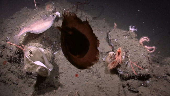 A jellyfish hovering above a mound with a variety of life forms including aflatfish, scallops, vase sponge, small red corals, a large brittle star, and afew small squat lobsters