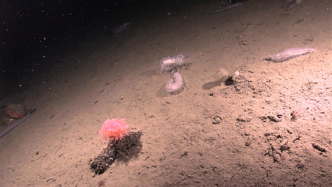 Mud substrate with a pink anthomastus coral and white holothurians